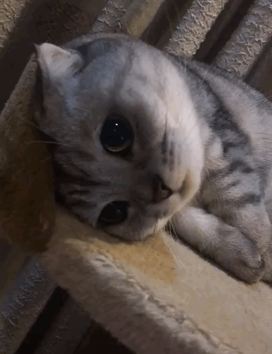 猫猫蹭蹭表情包图片
