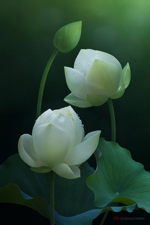 大悲无泪,大悟无言.#大自然花朵花卉# #荷花莲花荷语心语# @予心木子