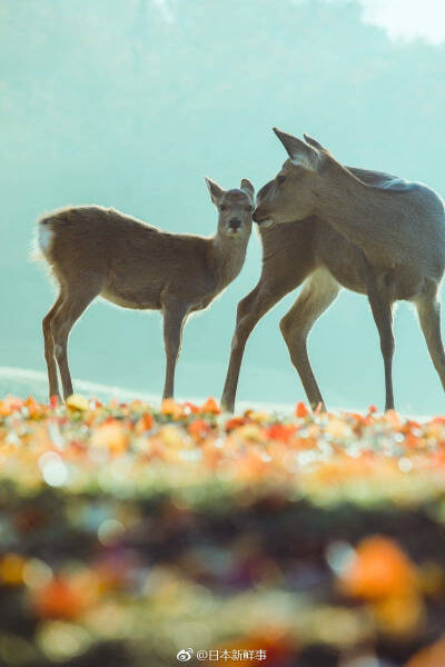 好运连连的头像 - 堆糖,美图壁纸兴趣社区