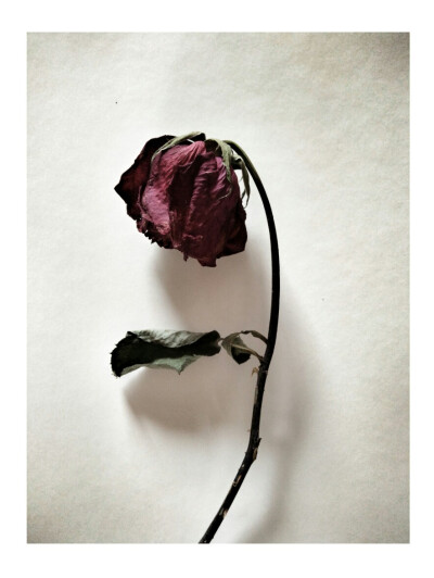 枯萎玫瑰花图片唯美图片