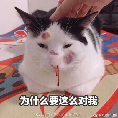 沙雕猫猫表情包