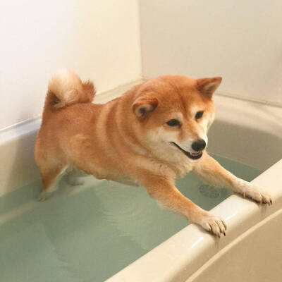 狗狗洗澡表情包图片