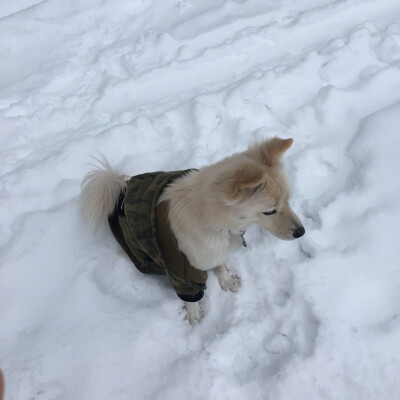 在雪里的女生头像