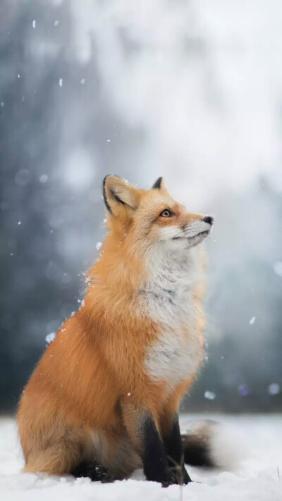 红狐唯美图片