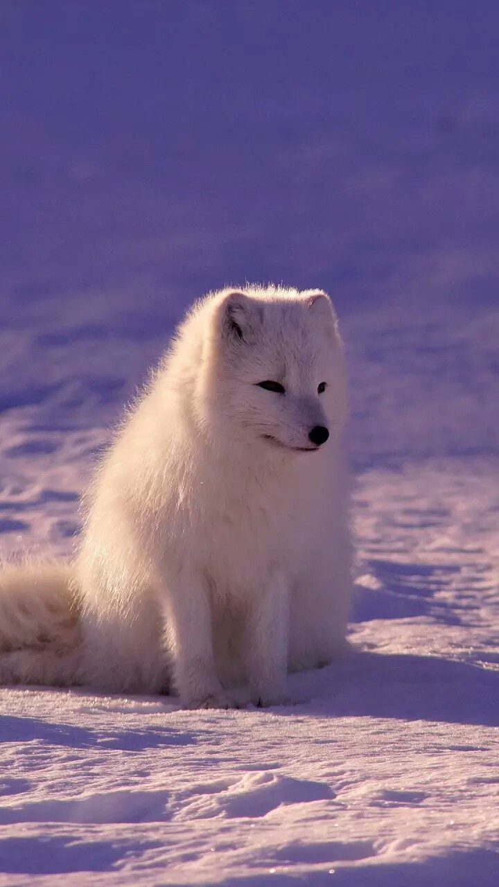北极狐唯美图片