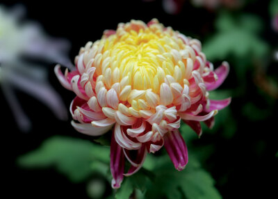 秋菊,又名菊花,别名九华,黄花,帝女花,拉丁文名:dendranthema