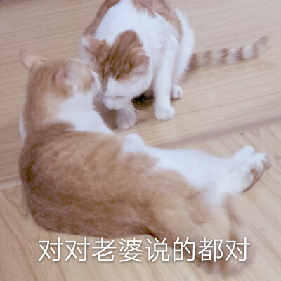 点赞  评论  表情包 情侣表情包 打电话 可爱 报告老婆,我在想你 0