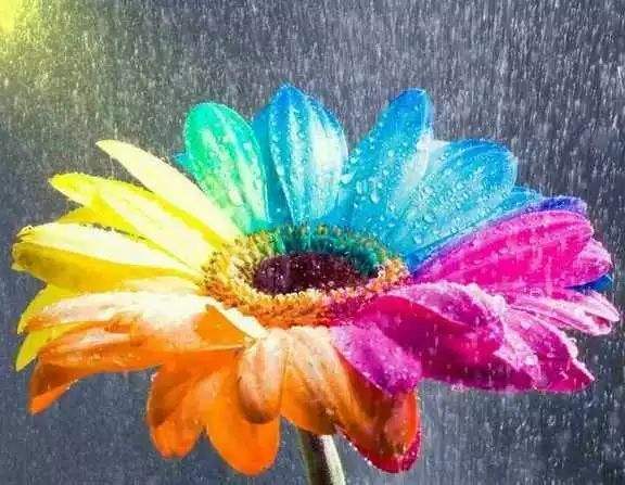 传说中的七色堇是具有七个花瓣的花朵,每片花瓣都呈现不同的颜色,分别