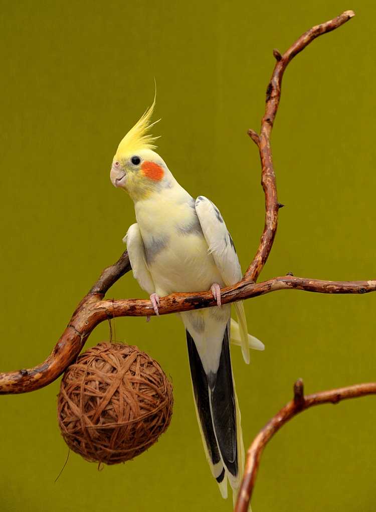 玄凤鹦鹉,又名鸡尾鹦鹉(学名:nymphicus hollandicus)在中国多称玄凤