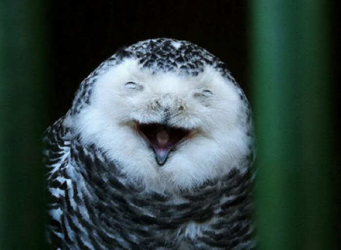 爱笑的猫头鹰图片