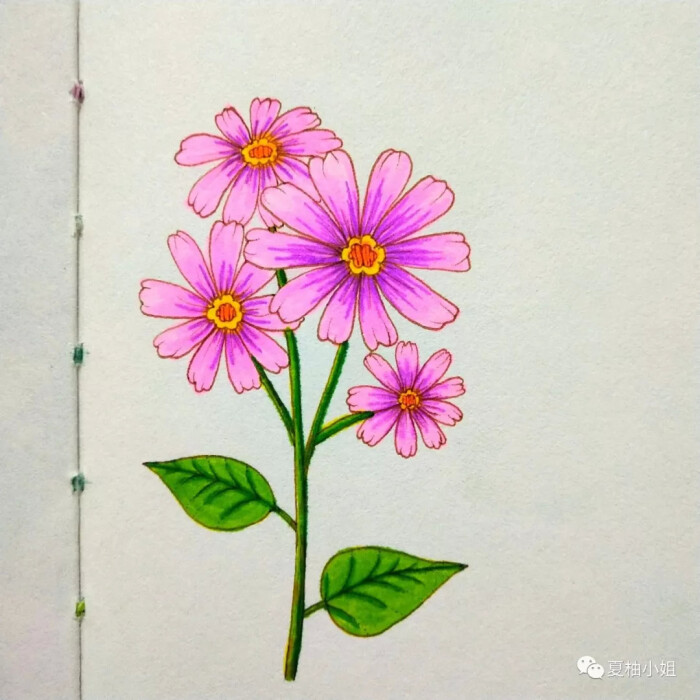 绘画花朵