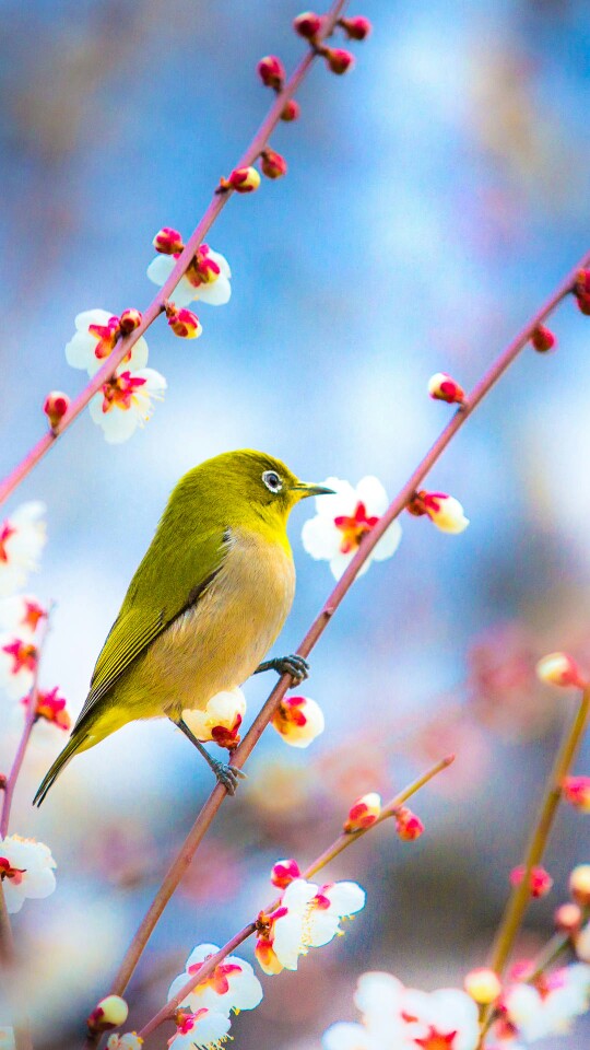 鸟- 堆糖,美图壁纸兴趣社区