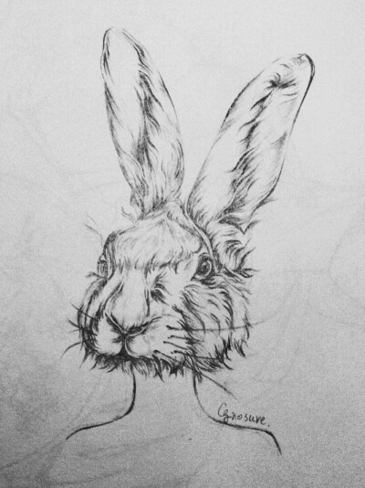下半年合集】临摹铅笔手绘稿 素描 写实风 兔子(作业题目是异形同构