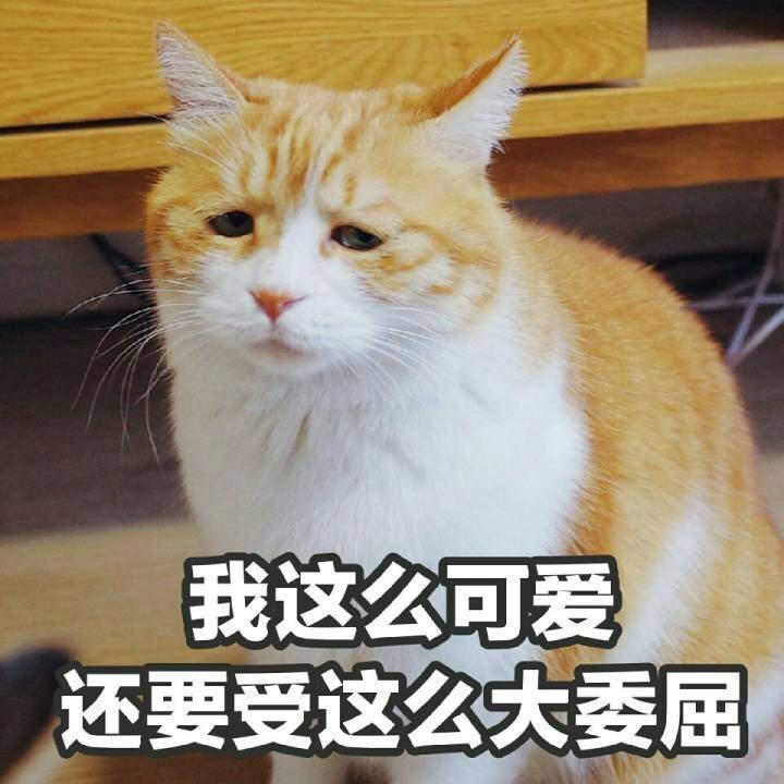猫表情包