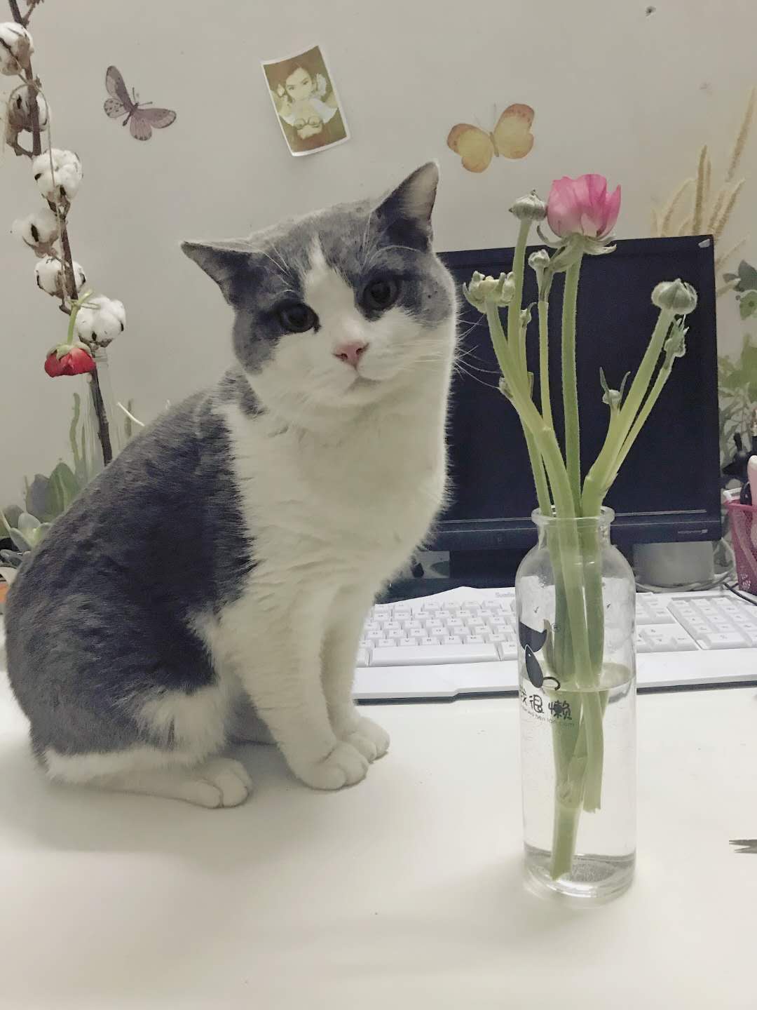 宠物猫,可爱猫咪,喵星人