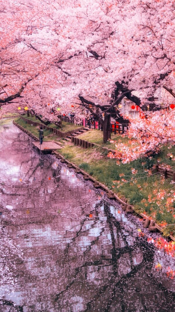樱花背景图 微信图片