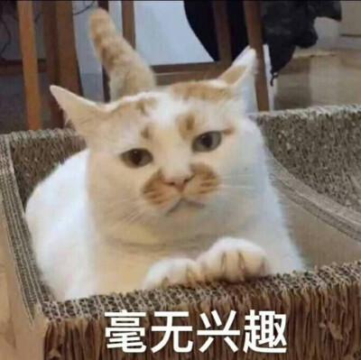 毫无兴趣