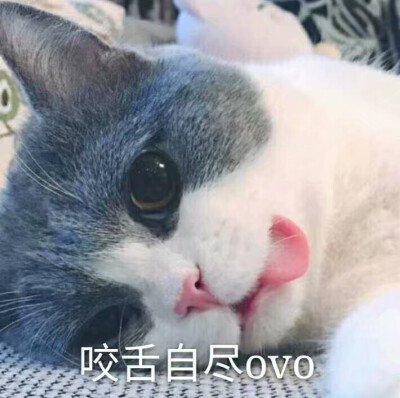猫表情包可爱