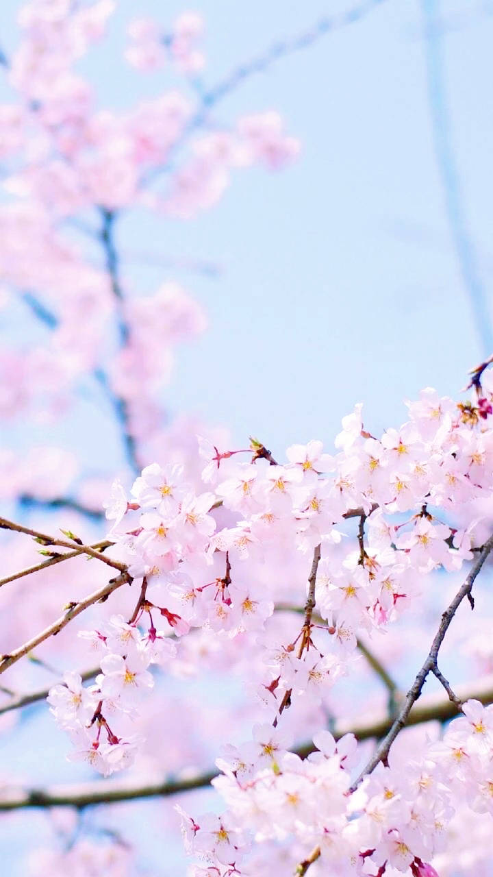 最美樱花