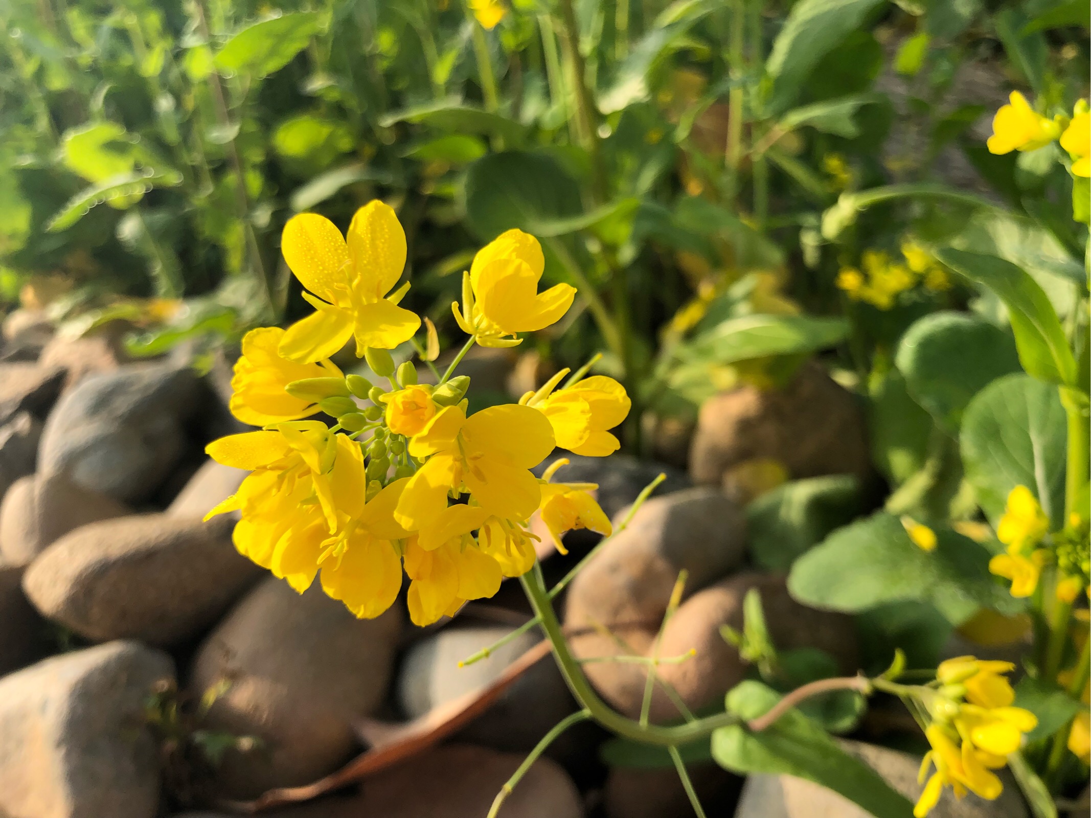阳光下的油菜花