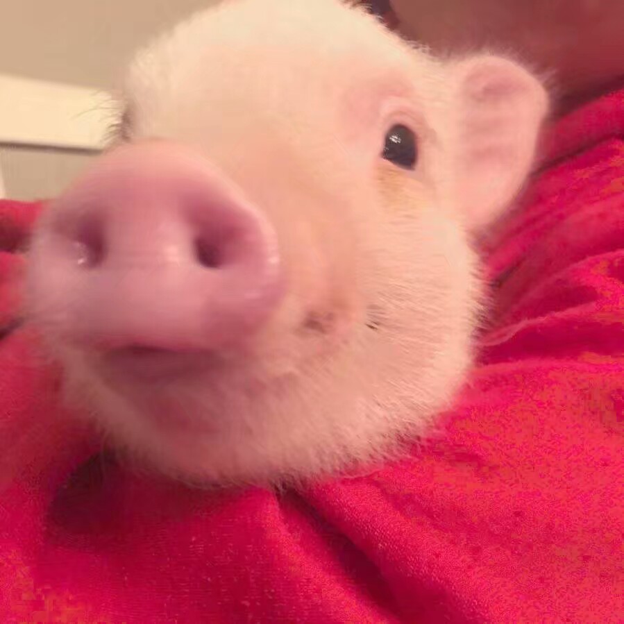 猪拿着手机自拍图片