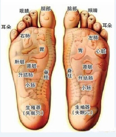 脚部的各个部位详细图图片