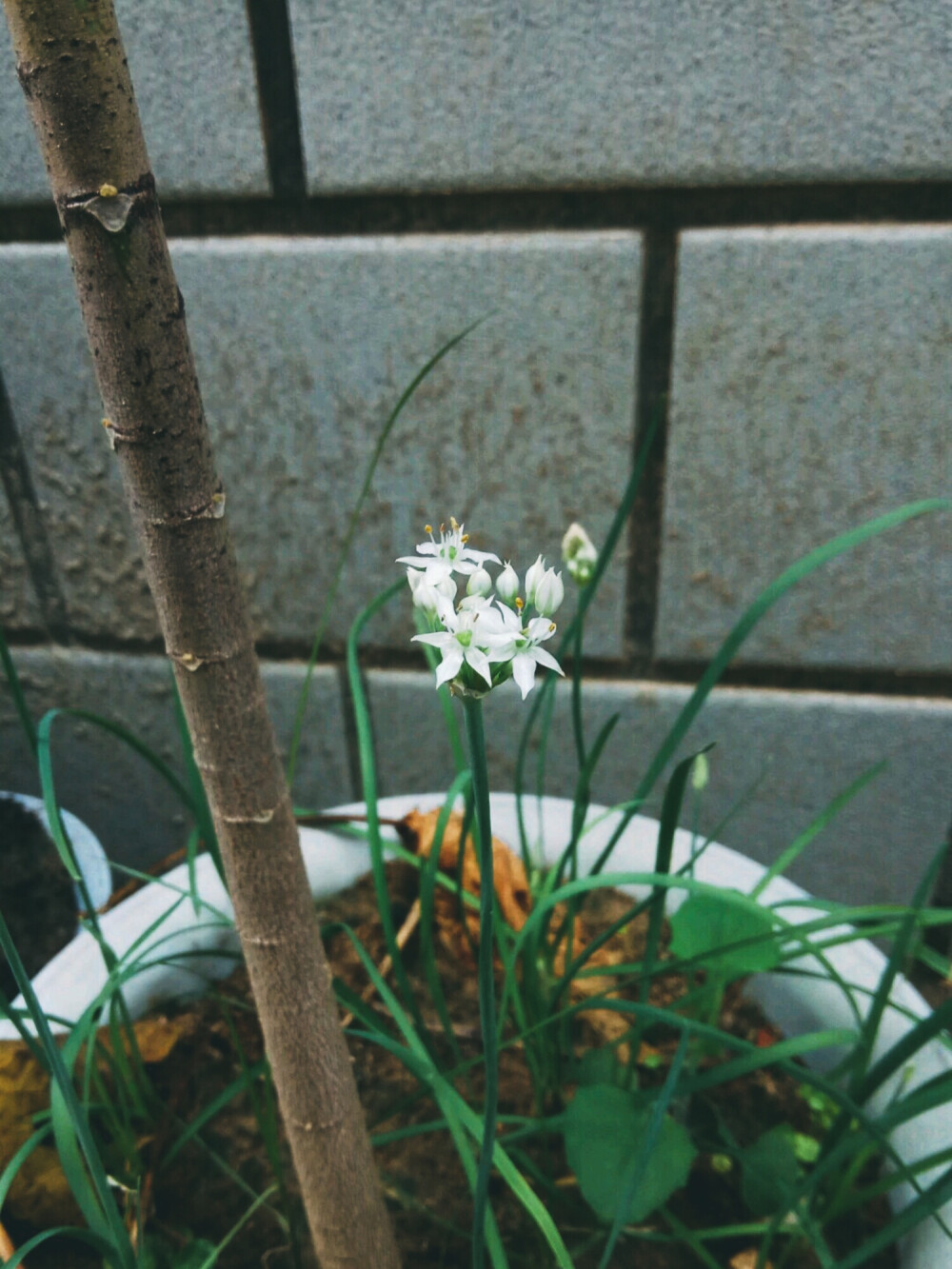 起阳草