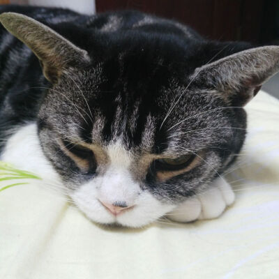 慵懒猫咪头像