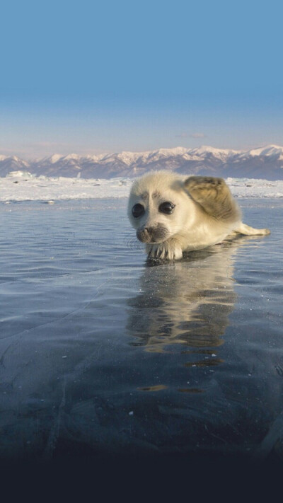 小海豹