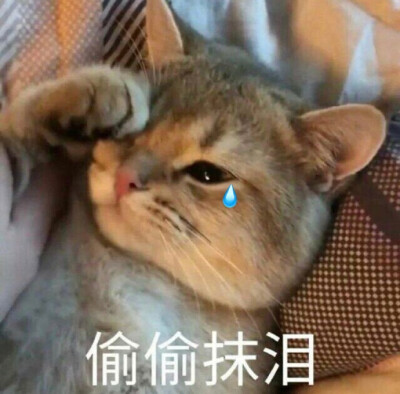 表情包
