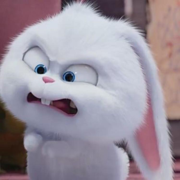 雪球兔子 搞笑图片