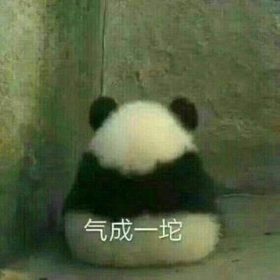 表情包 可爱 滚滚
