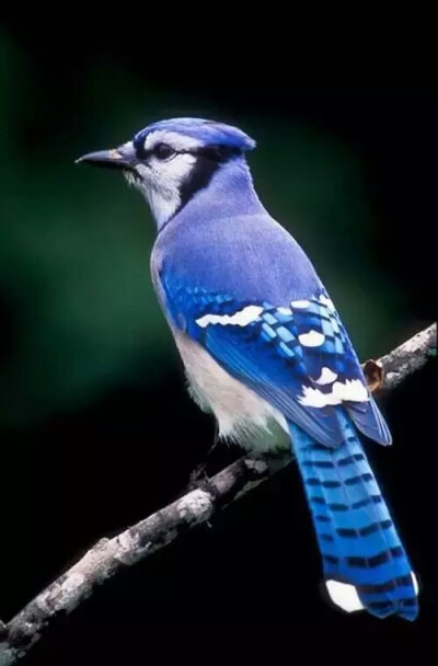 世界上最美羽毛的鸟图片