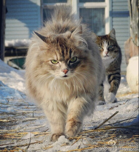 猫头像