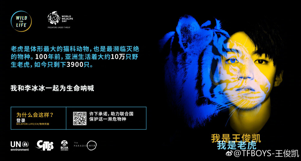 我是王俊凯,我是老虎,对物种的保护同时就是守护人类1000_534