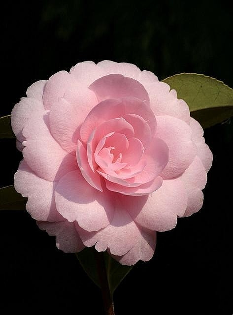 微距# #鲜花# #山茶花# - 堆糖,美图壁纸兴趣社区