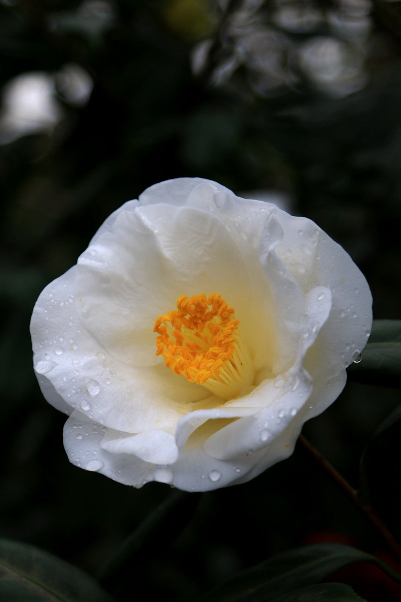 微距# #鲜花# #山茶花# - 堆糖,美图壁纸兴趣社区