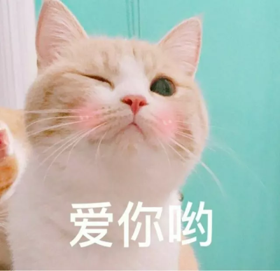 猫咪表情包 爱你哟