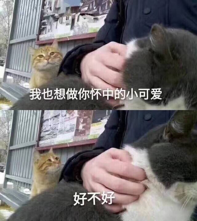 猫 表情包
