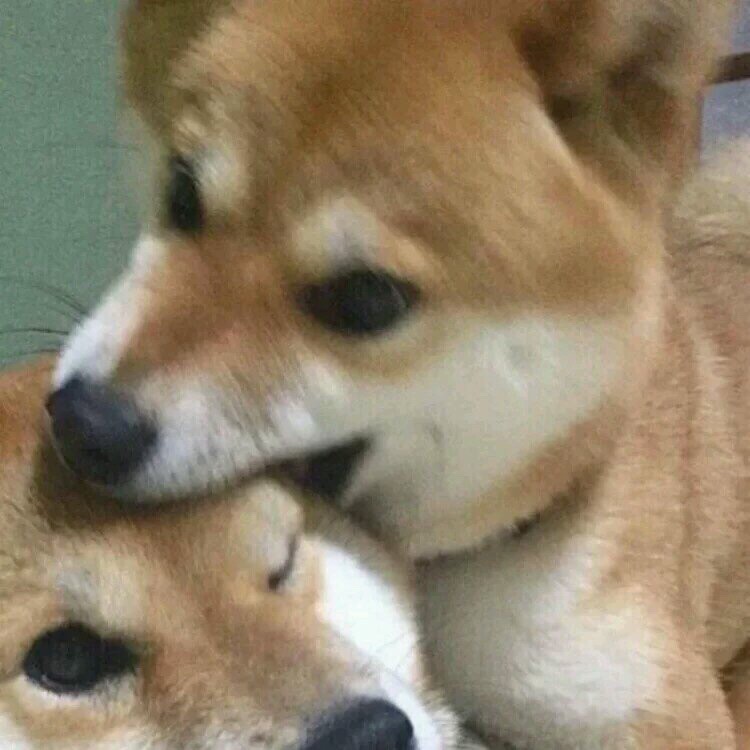 搞笑情头