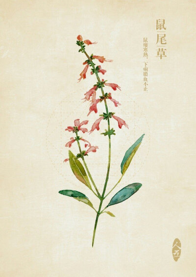 中草药手绘水彩