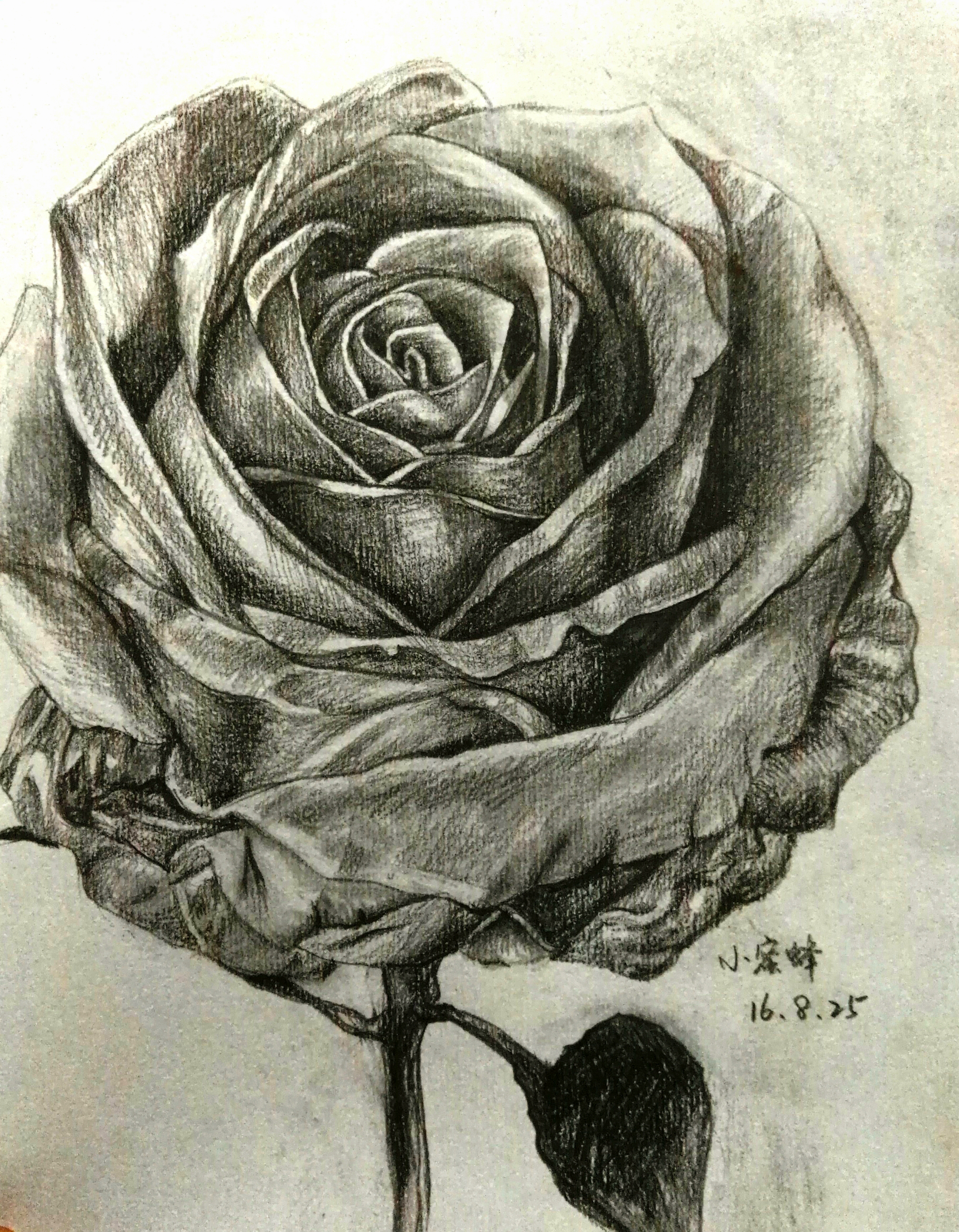 一束玫瑰花素描图片