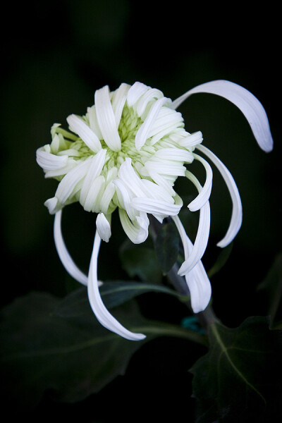 菊花(拉丁学名:dendranthema morifolium(ramat )tzvel