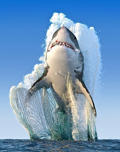 吐舌鲨鱼壁纸图片