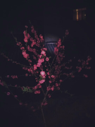 夜晚的海棠花