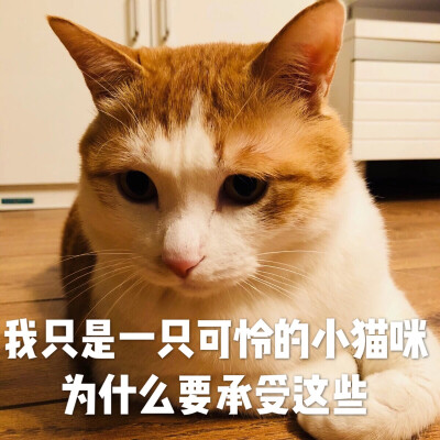 可怜的小猫咪表情包图片