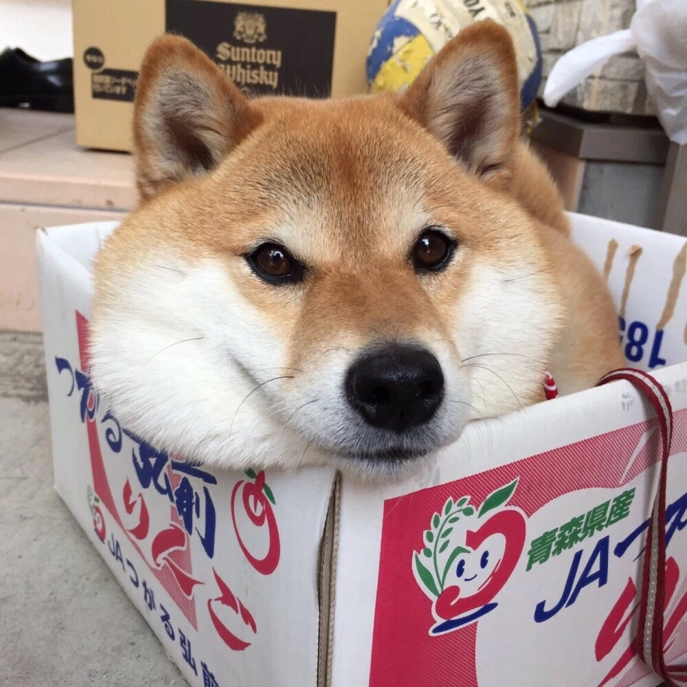 柴犬情侣头像