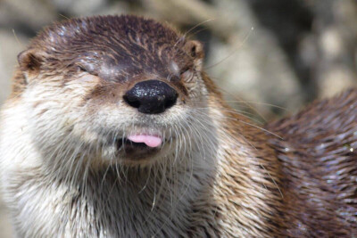 水獭