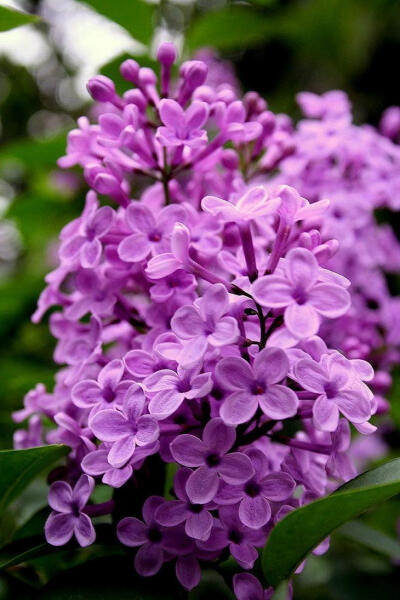 丁香花(学名:syringa linn