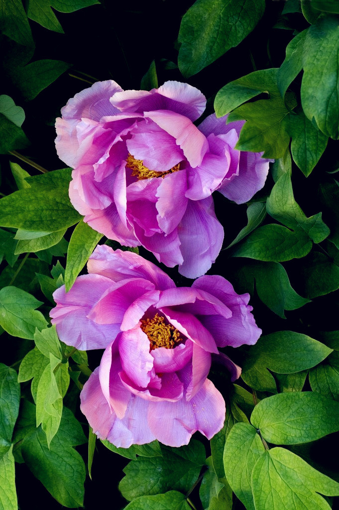 牡丹花 
